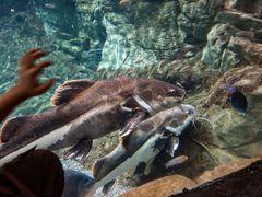 -太平洋海底世界