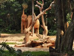 -广州长隆野生动物世界