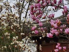 -八大山人梅湖景区