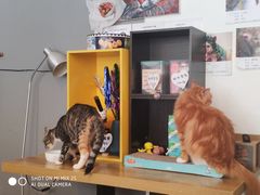 -平行世界·猫咖(首经贸店)