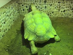 -上海大自然野生昆虫馆(东方明珠·爬宠昆虫探索中心)