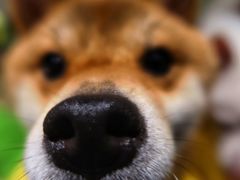 -逗柴咖啡屋·狗咖猫咖宠物桌游