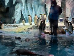 -帝企鹅自助餐厅•儿童岛•真企鹅(长隆企鹅酒店)