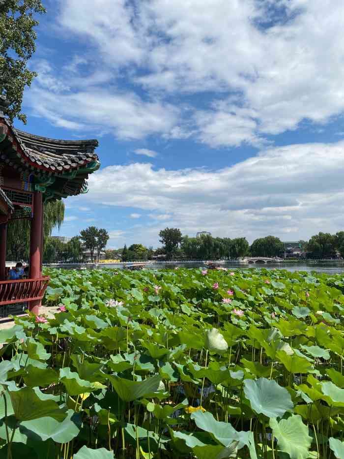 荷花市场-"今天中午从护国寺街开始走,走过胡同,路过.