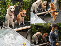 -柴犬高等学院·狗咖·柴犬售卖·宠物训练