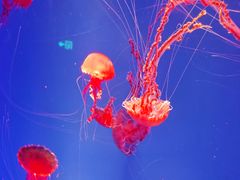 -海合安成都极地海洋公园