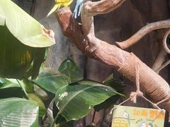 -正佳雨林生态植物园