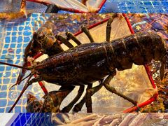 -驻海渔市(置信店)