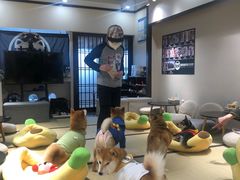 -逗柴咖啡屋·狗咖猫咖宠物桌游