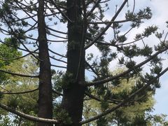 -四海公园(南山区)