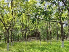 -大兴滨河森林公园