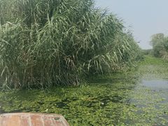 -白洋淀景区