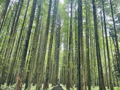 -武陵山森林公园