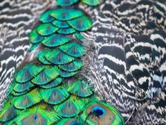 -福建鲤鱼洲酒店