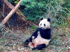 -了凡国风主题茶馆·咖啡(武侯祠锦里店)