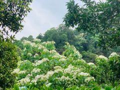 -火炉山森林公园