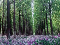 -苏家坨柳林村二月兰花海