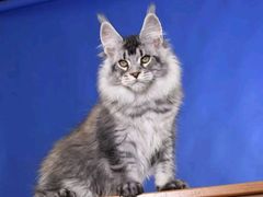 -十年猫舍·猫咪专门店(普陀店)
