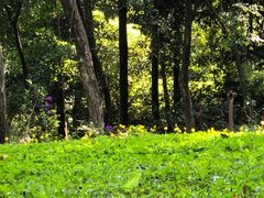 -云溪植物园