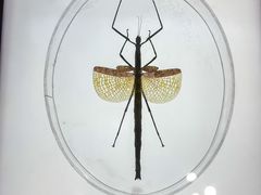-上海昆虫博物馆