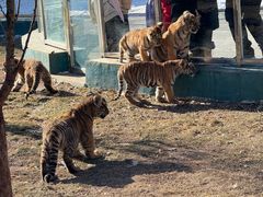 -横道河子东北虎林园