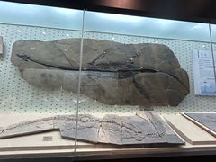 -浙江自然博物院(杭州馆)
