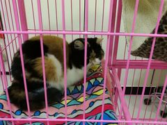 -瑞鹏宠物医院·爱宠堂·骨外专科(西荷分院)