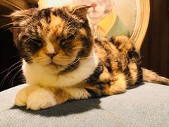 -more than meow吴止猫主题餐厅(承德 中船汇店)