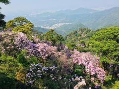 -梧桐山风景名胜区