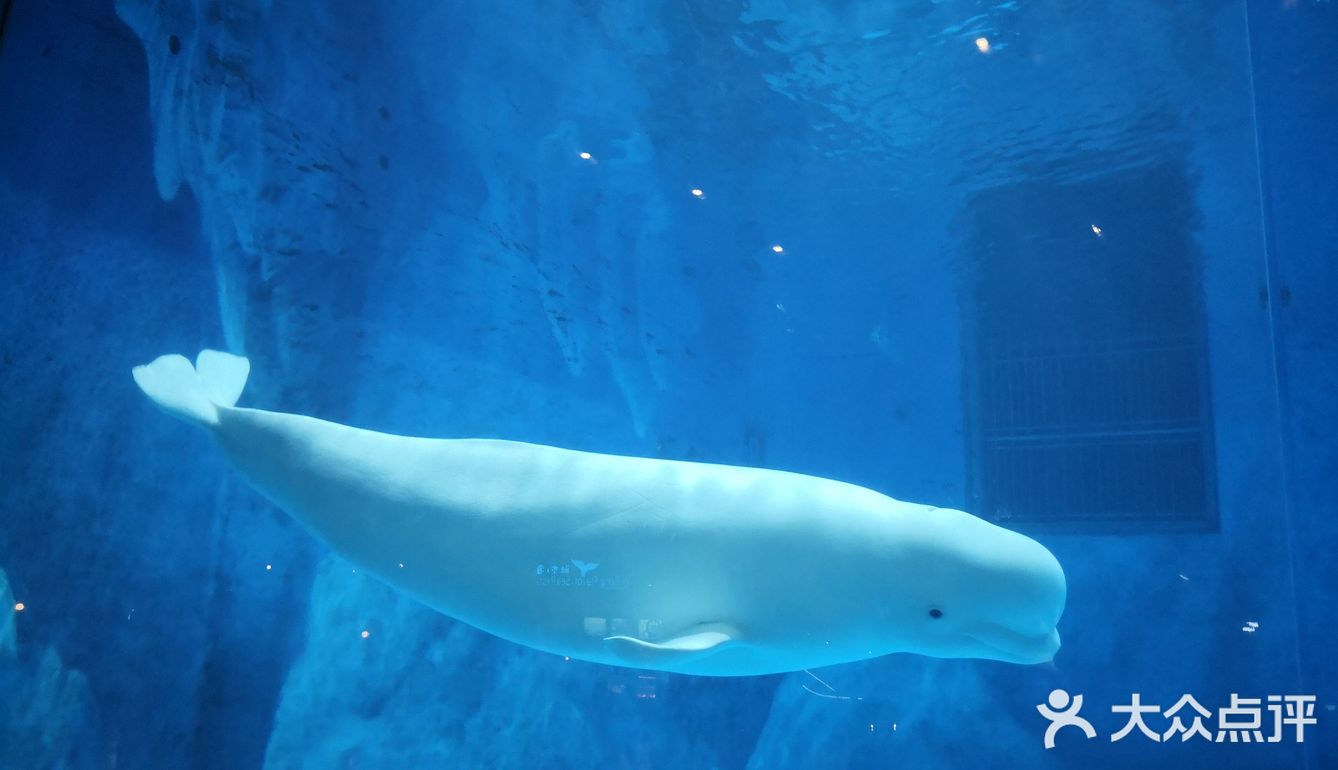 鲅鱼圈大白鲸海洋馆图片