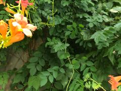 -南通洲际绿博园