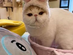 -滚猫咖啡·猫咖·猫友好撸猫(未来城店)