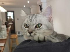 -猫友咖啡店(玉林西路店)