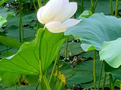 -莲花池公园
