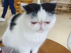 -藏猫猫咖啡主题馆(中央大道店)