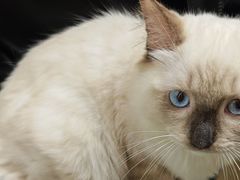 -安安宠医宠物医院·异宠·犬猫内科(岳阳分院)