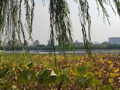 -莲花池公园