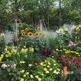 花开中国梦[加油][礼花][礼花][礼花]