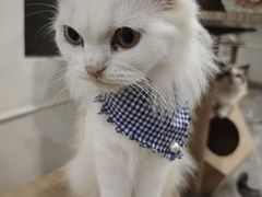 -楼上猫咖(罗湖店)