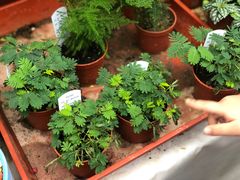 -秦美花卉(天朗·莱茵小城2期店)