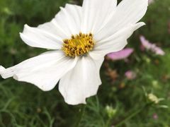 -天适樱花悠乐园