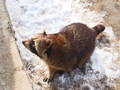-青藏高原野生动物园