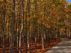 -羊亭河湿地公园