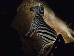 -清迈夜间动物园