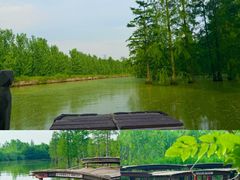 -池杉湖湿地公园