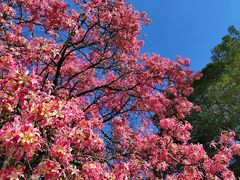 -荔香公园