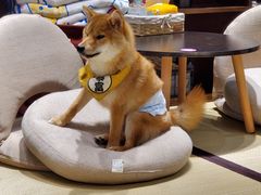 -逗柴咖啡屋·狗咖猫咖宠物桌游