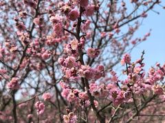 -上海虹桥迎宾馆
