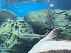 -上海海洋水族馆