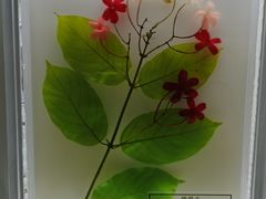 -广东中医药博物馆